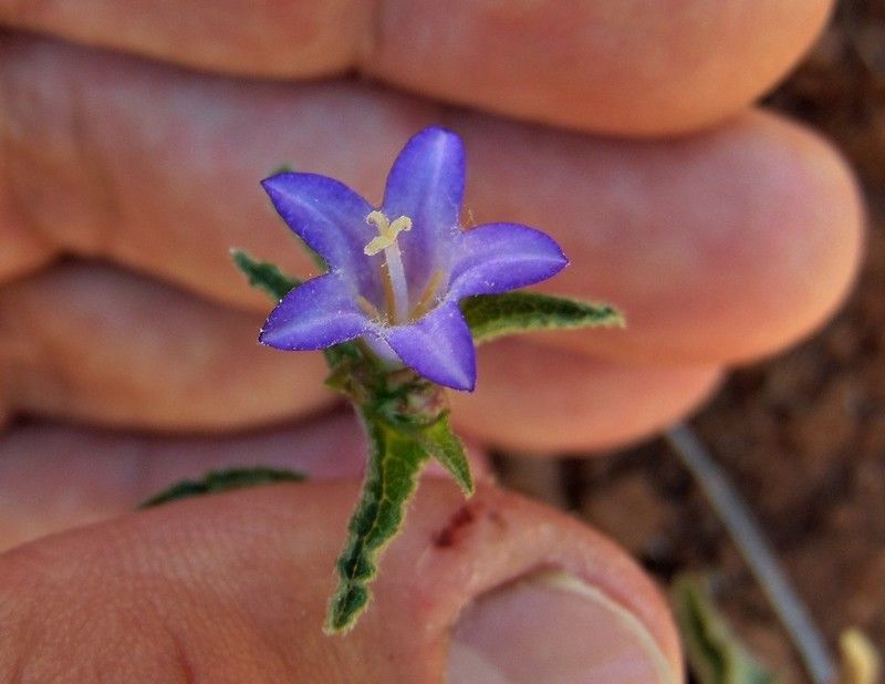 fiore da determinare - Campanula sp.